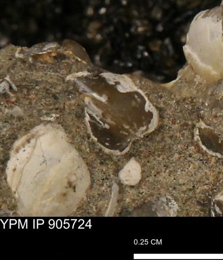 Corbulamella sp.