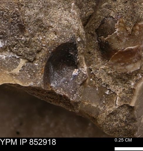 Limopsis striatopunctatus