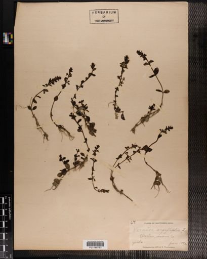 Plantae