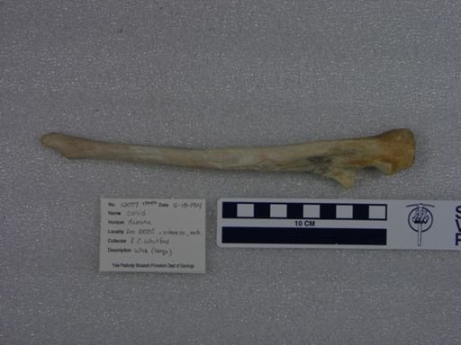 Canidae