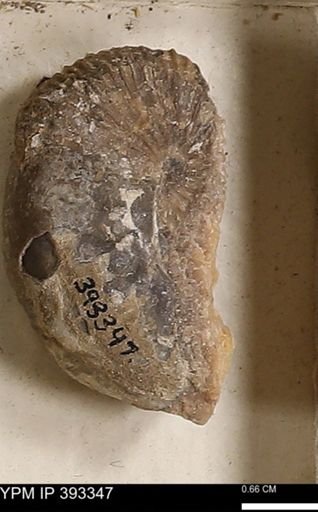 Scaphites sp.