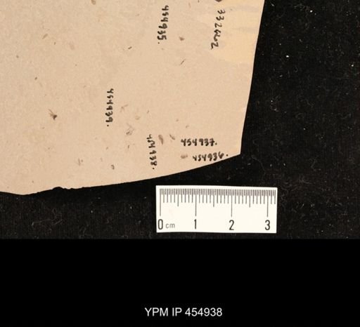 undet. Diptera