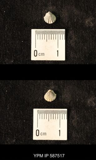 Camarotoechia whitei
