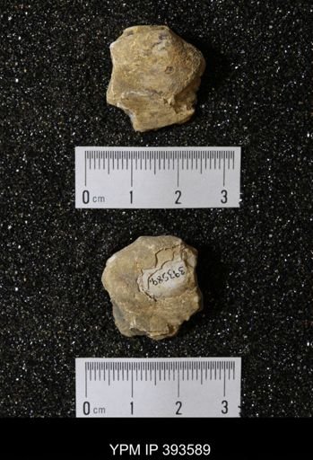 Ostrea glabra