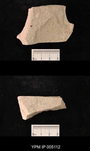 Permoscytina kansasensis