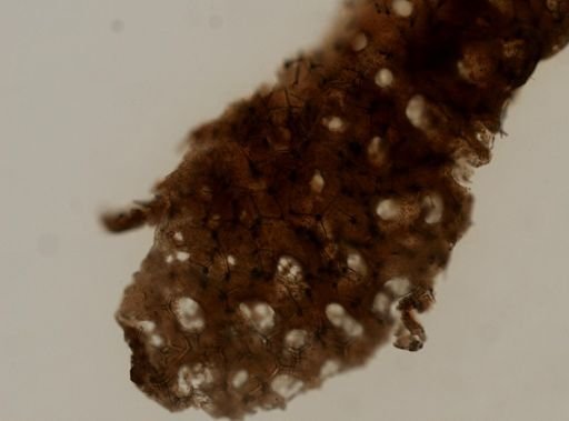 Ecionemia walkeri