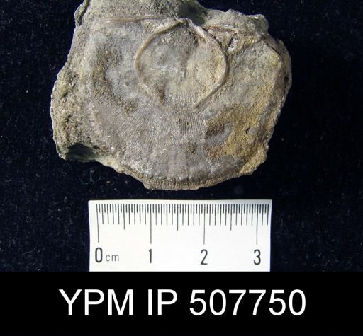 Hesperorthis sp.