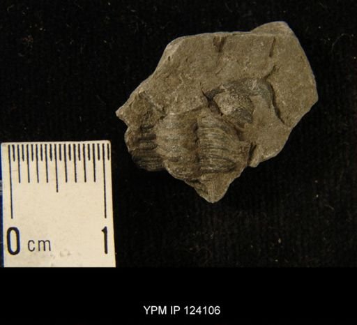 Phacops rana