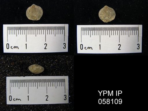 Nucleospira ventricosa