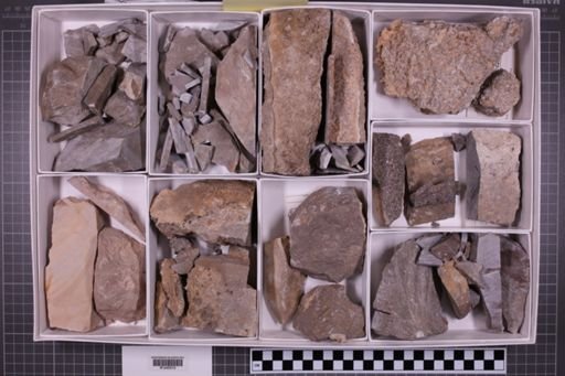 mixed taxa, stratigraphic collection