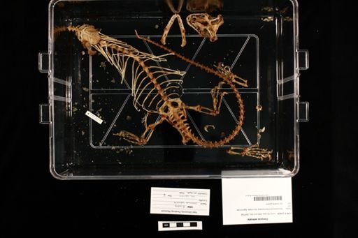 Corucia zebrata
