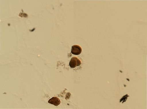 Branchiostoma