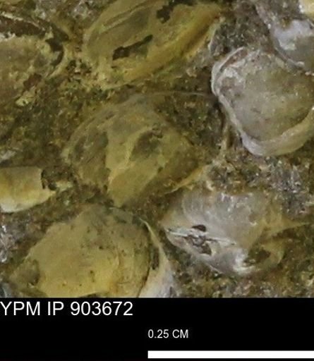 Corbulamella sp.