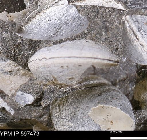 Limopsis striatopunctatus