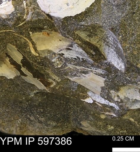Limopsis striatopunctatus