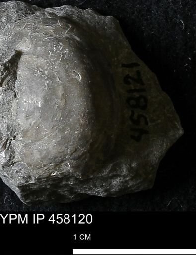 Pholidostrophia iowaensis