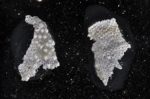 Primavelans insculpta