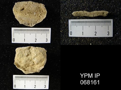 Leptaena rhomboidalis