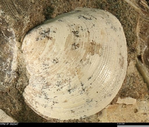 Limopsis striatopunctatus