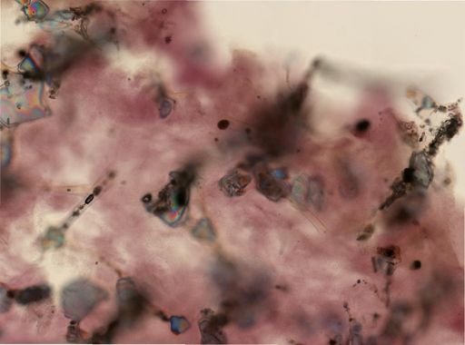 Ircinia?