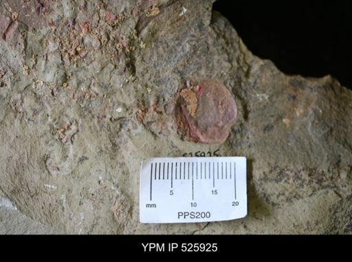 undet. Arthropoda