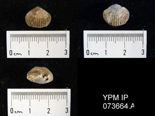 Camarotoechia perryvillensis