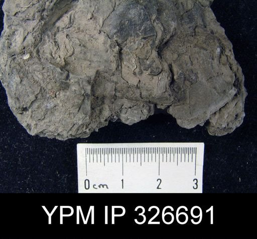 undet. Brachiopoda