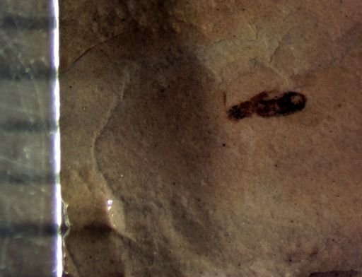undet. Staphylinidae