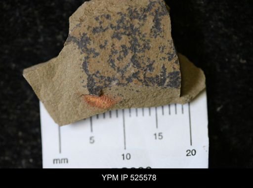 undet. Synziphosurina