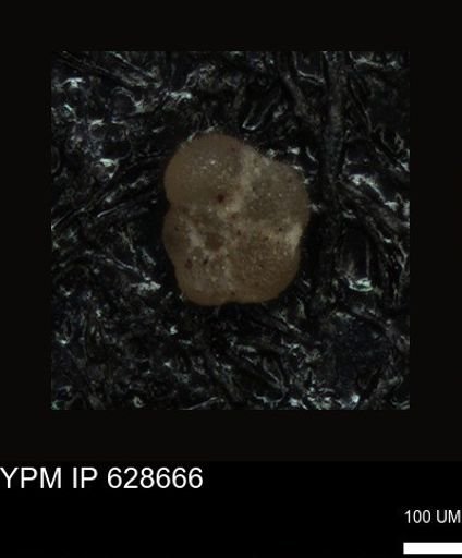 undet. Foraminiferida