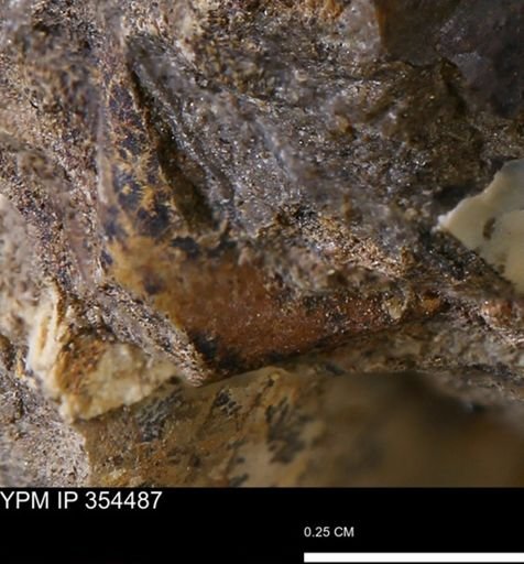 undet. Mollusca