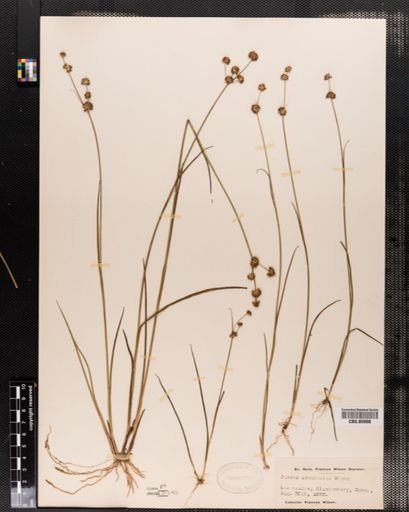 Juncus