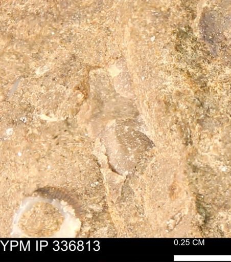 undet. Mollusca