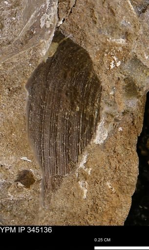 Limopsis striatopunctatus