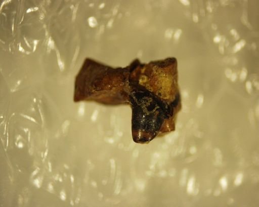 Palaeictops sp.