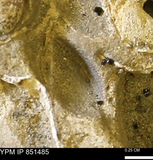 Limopsis striatopunctatus