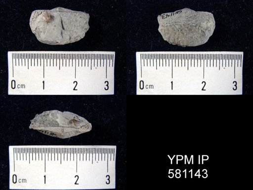 undet. Strophomenida