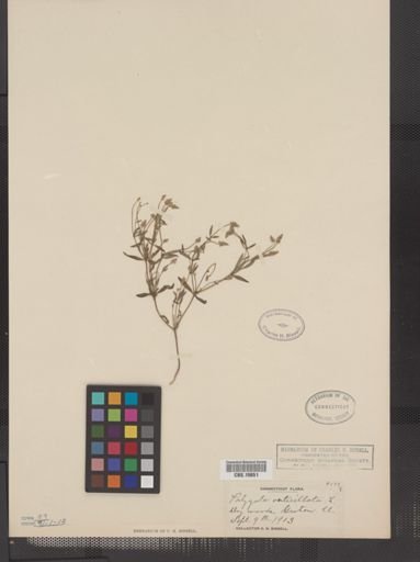 Polygala verticillata