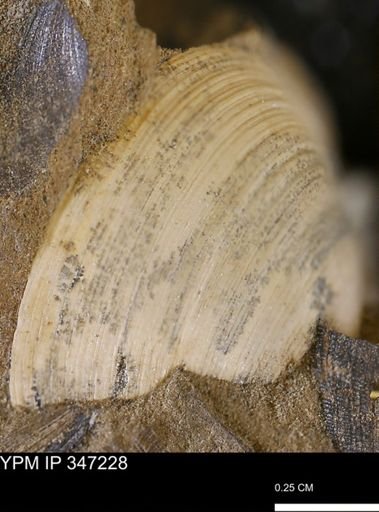 Limopsis striatopunctatus