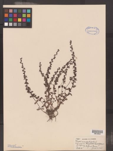 Veronica serpyllifolia