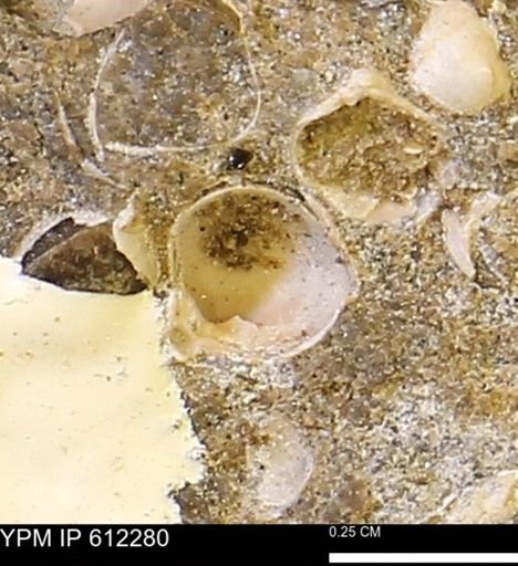 undet. Bivalvia