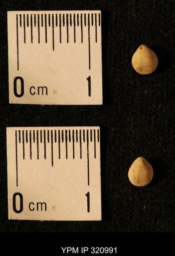 Dielasma elongatum