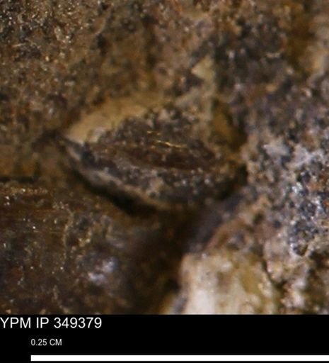 undet. Bivalvia