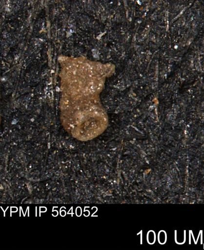 Ammobaculites euides