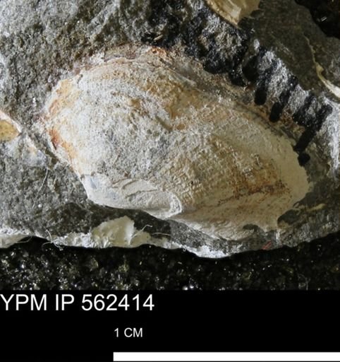 Parallelodon (Cosmetodon) sp.
