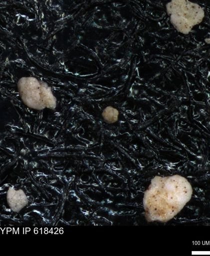 undet. Foraminiferida