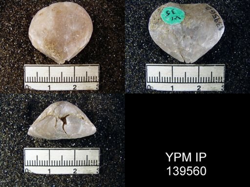 Spirigerella derbyi