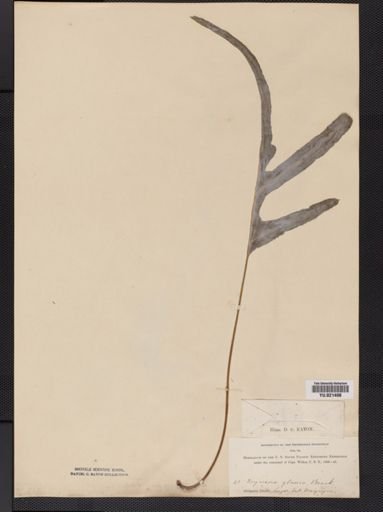 Polypodium