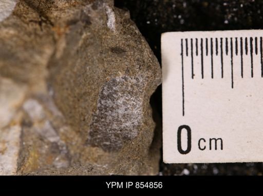 Oxytoma (Hypoxytoma) nebrascana