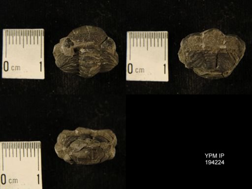 Phacops rana